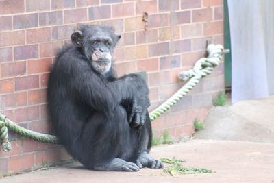 Monkey sitting on wall