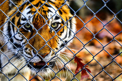 Close-up of cat in cage at zoo