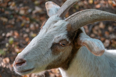 Close-up of goat on field