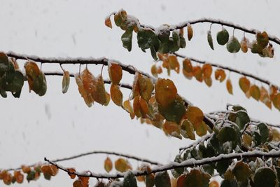 Close-up of snow covered branches