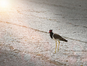 High angle view of bird walking on road