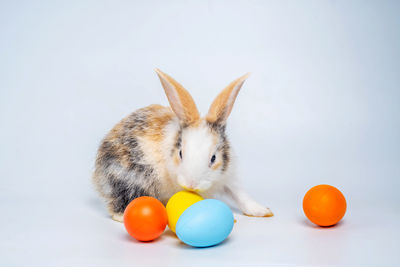 Eggs on white background