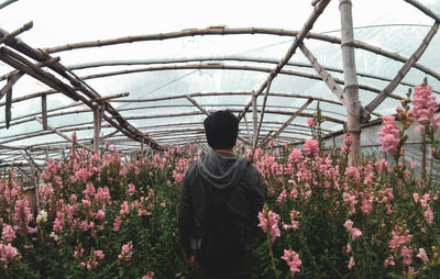 Rear view of man standing amidst pink flowers in greenhouse