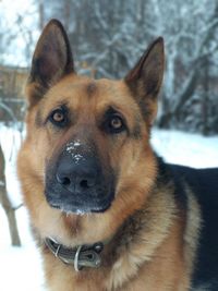 Close-up portrait of a dog