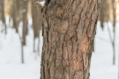 Close-up of tree trunk during winter