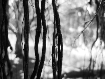 Close-up of tree trunk in forest
