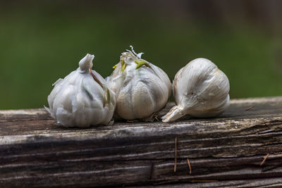 Close-up of white garlic on table