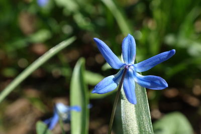 Close-up of purple flowering plant