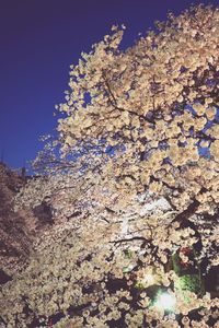 Low angle view of cherry blossom against clear sky