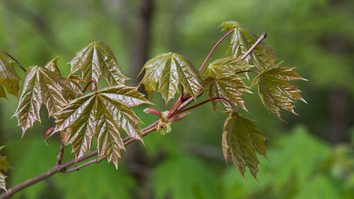 Close-up of fresh plant