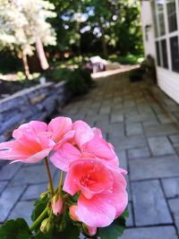 Close-up of pink flowers blooming outdoors