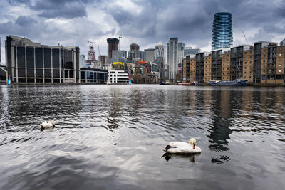 Birds swimming in lake against buildings in city