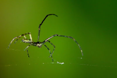 Close-up of spider on web