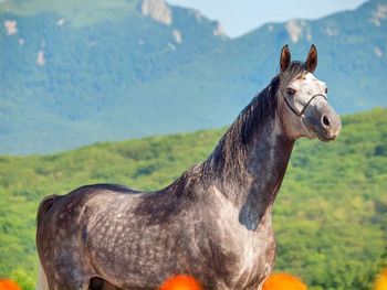 Horse standing against mountain