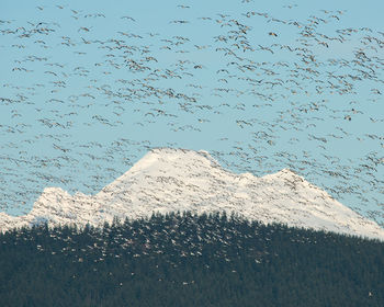 Flock of birds flying against sky during winter