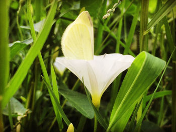 Close-up of white flower