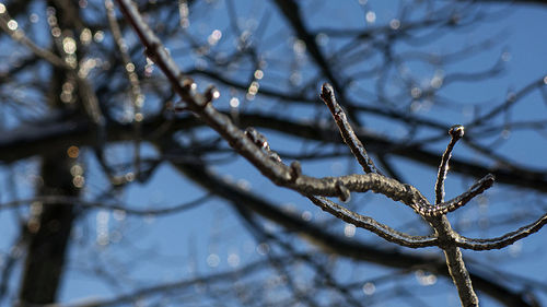 Low angle view of flower tree against sky