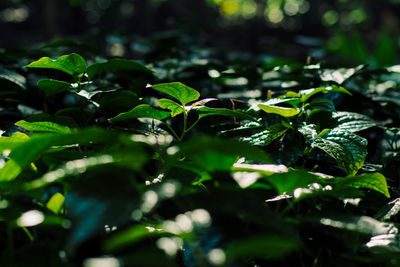 Fresh new green heart shaped leaves of wild betel. wild pepper betel leaf plant