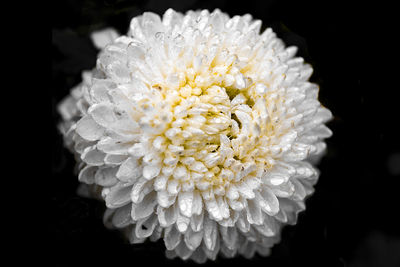 Close-up of flower against black background