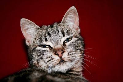 Close-up portrait of tabby cat