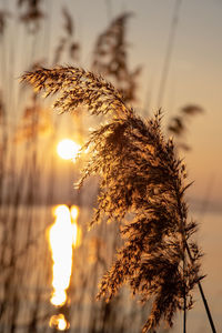 Close-up of stalks against sky during sunset