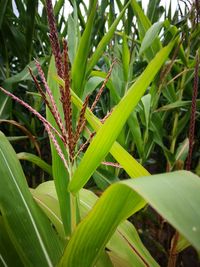 Close-up of insect on plant