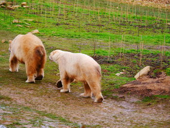 Sheep grazing on field