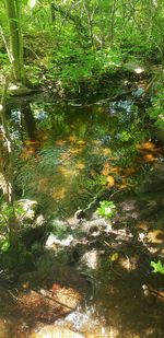 Scenic view of lake in forest