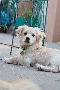 Portrait of dog sitting outdoors