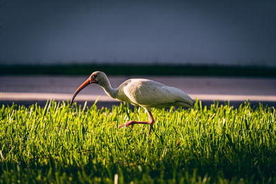 Bird on field