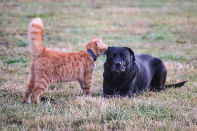 View of a cat and dog on field