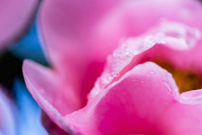 Close-up of wet pink rose blooming outdoors