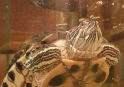 Close-up of turtle in sea