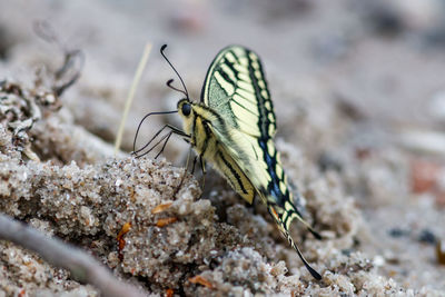 Close-up of butterfly