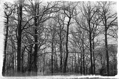 Bare trees in forest during winter