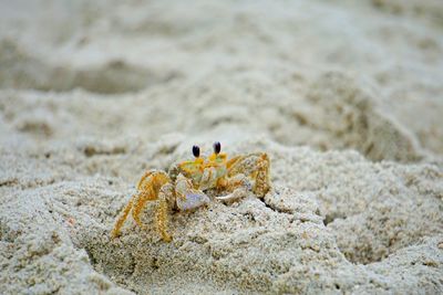 Close-up of crab on sand at beach