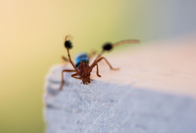 Close-up of spider