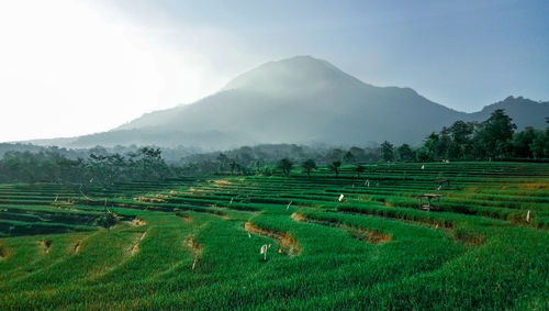 Scenic view of agricultural field against sky