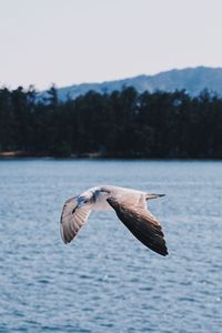 Bird flying over lake