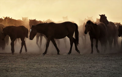 Horses on a field