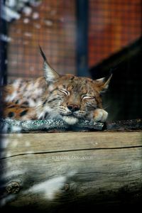 Portrait of cat resting