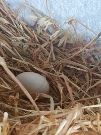 High angle view of eggs in nest