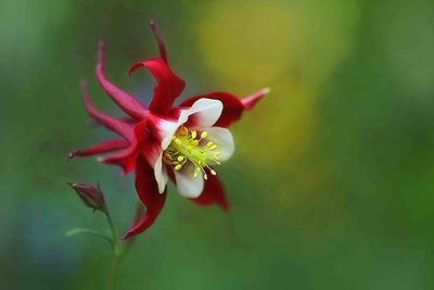 Close-up of red rose flower