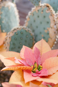 Close-up of prickly pear cactus