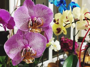 Close-up of pink orchids