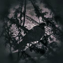 Trees against sky