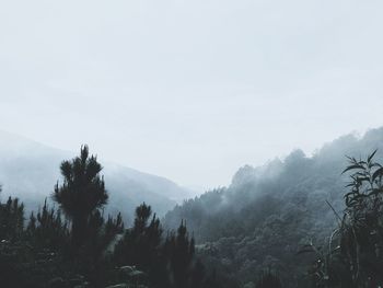 Trees in forest against sky