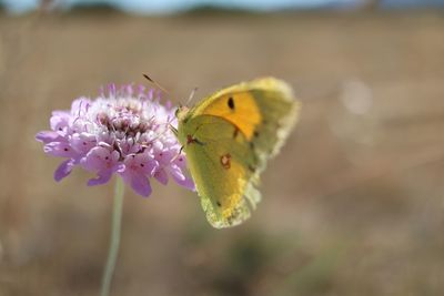 Close-up of butterfly pollinating on flower