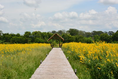 Boardwalk amidst plants on field against sky