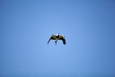Low angle view of bird flying in sky
